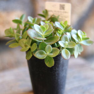 A Z_ CWK[ 2.5`3|bgc ϗtA 񂹐A Ԓd A    c S J[[t OhJo[ bNK[f