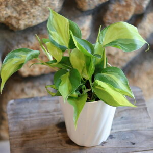  tBfh uW 4 ILVJW[ ILVJWE ϗtA A    CeA nMO  c S