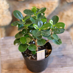 パンダガジュマル 3.5〜4号鉢 ガジュマル 観葉植物 鉢植え お洒落 おしゃれ 可愛い かわいい インテリア 人気 室内 苗 初心者 希少