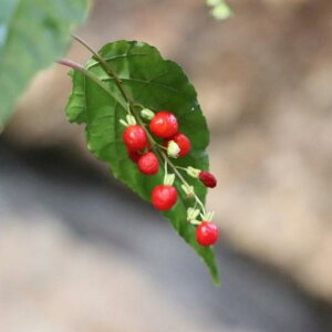 WYTS bh 3.5 񂹐A Ԓd