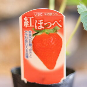 C`Sc gق 3`3.5|bgc GȂ C`S gzby 񂹐A Ԓd A    Â t̉   ʕ c S