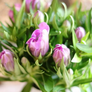 八重咲き リンドウ アシロブーケ ロゼ 3〜3.5号ポット苗 あしろブーケ 寄せ植え 花壇 鉢植え お洒落 おしゃれ 可愛い かわいい 宿根草 秋の花 花 苗 初心者