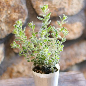 G~[vc ttB[ 2.5`3|bgc GtB I[W[vc 񂹐A Ԓd A    t̉  c S 