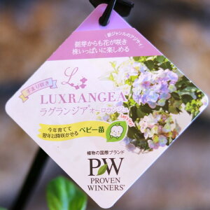 PW アジサイ ラグランジア オーロランジュ 3.5号ポット苗 ハイドランジア 紫陽花 ハクサン 植木 苗木 鉢植え 地植え お洒落 可愛い 春の花 夏の花 花 苗 初心者