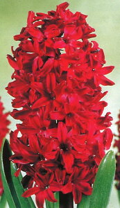 yEoz qVX EbhXgbN (ԎF) 1 񂹐A A Ԓd    킢 t̉  ͔|   S