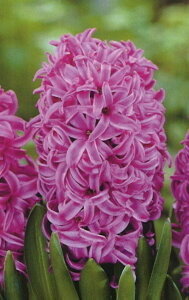 yEoz qVX p[vZZ[V () 1 񂹐A A Ԓd    킢 t̉  ͔|   S