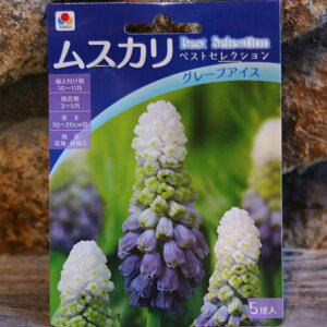 yz XJ O[vACX 5 񂹐A Ԓd A    킢  t̉   S