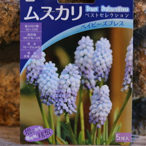 yz XJ xCr[YuX 5 񂹐A Ԓd A    킢  t̉   S