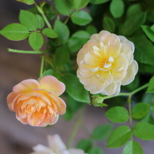 lG炫 ~jo t[h vY 4  񂹐A Ԓd A    킢 t̉ Ẳ H̉  c S