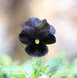 rI ubNfCg 3.5|bgc 񂹐A A Ԓd    킢  t̉ ~̉  c S