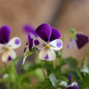 rI u[rbg 3.5|bgc rI ԉ 񂹐A Ԓd A    킢 t̉ ~̉  c S