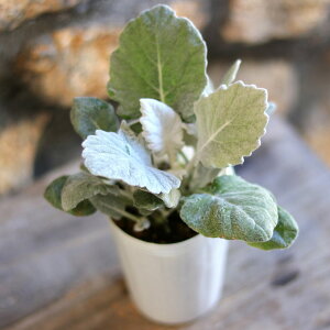 V^GMN j[bN 2.5|bgc 񂹐A Ԓd A    킢 t̉  c S J[[t 