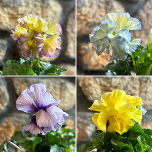 t炫 pW[ tFfl[W N[v m[u A\[g 3`3.5|bgc 񂹐A Ԓd A   t̉ ~̉  c S 