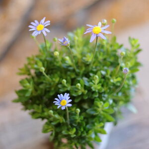 u[f[W[ tFVeB 3`3.5|bgc tFVA 񂹐A Ԓd A    킢  t̉ H̉  c S