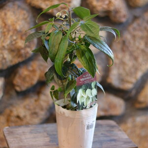 ~炫 N}`X AXGVX 3`3.5|bgc 񂹐A Ԓd A    킢 Ύ ~̉  c S