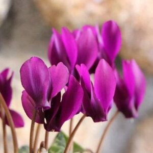 ~jVN TC ڗ 3`3.5|bgc u[n SAMURAI