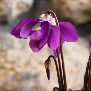 ~jVN TC ~ 3`3.5|bgc u[n SAMURAI