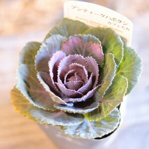 AeB[Nn{^ JtFJ 2.5`3|bgc tO n{^ 񂹐A Ԓd A   ~̉  c S J[[t