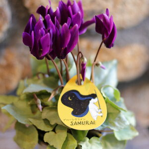 ~jVN TC Vo[[t 3`3.5|bgc u[n SAMURAI  A     t̉ ~̉  c S 