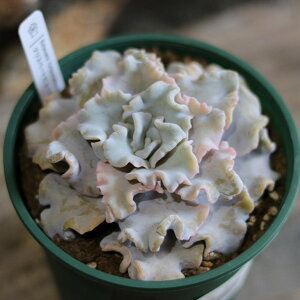 A GPxA NXy[gr[eB[ 4    킢 JbRCC CeA lC Ă₷ c S