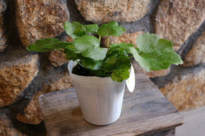 楽天市場】ラナンキュラス ラックス ピュタロス 4～5号ポット苗 寄せ  