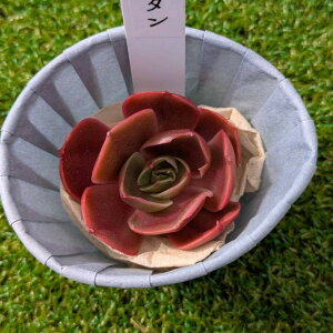 A@Echeveria RedTan GPxA@bh^@؍c@POPPINf PLANTS