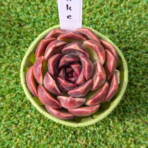 A@Echeveria Pushke GPxA@vVP@؍c@POPPINf PLANTS