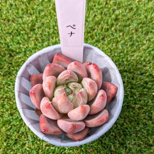 A@Echeveria yi GPxA@yi@y[j@؍c@POPPINf PLANTS