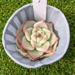 A@Echeveria Shakino GPxA@VLm@؍c@POPPINf PLANTS