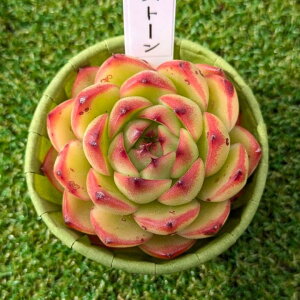 A@Echeveria MoonStone GPxA@[Xg[@؍c@POPPINf PLANTS
