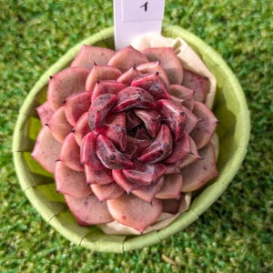 A@Echeveria Cindy GPxA@VfB@؍c@POPPINf PLANTS