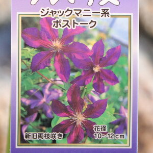 x͂̃N}`X {Xg[N (WbN}j[n) 2Nc 4O|bgc N}`X 񂹐A Ԓd A nA c    c