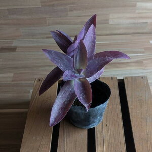 y__ƒiz xlYG TLSe a 10.5|bgc ZgNAZA ϗtA 񂹐A Ԓd A    c S J[[t