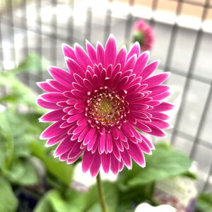 タキイ 宿根ガーベラ 八重咲大輪系 ガルビネア マジェスティック パープル 3.5号ポット苗 ガーベラ 寄せ植え 花壇 鉢植え お洒落 可愛い 春の花 秋の花 花