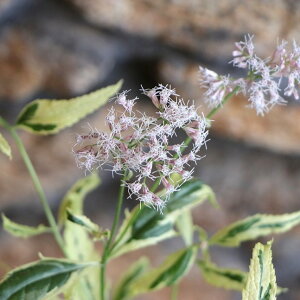  [pgE oGK[^ 3`3.5|bgc tWoJ} 񂹐A A Ԓd    gt H̉  c S J[[t 