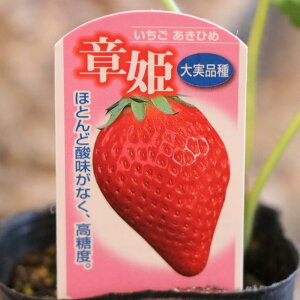 C`Sc ͕P 3`3.5|bgc GȂ C`S 񂹐A Ԓd A    킢  Â t̉   ʕ c S