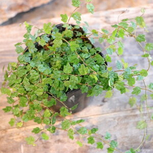 tBJX v~ NGLtHA Vĝ 2.5`3|bgc ϗtA 񂹐A A Ԓd    킢 c S 