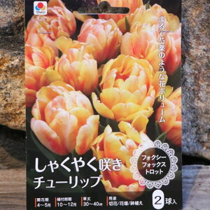 yz Ⴍ₭炫 `[bv tHNV[tHbNXgbg 2 `[bv d炫 񂹐A A Ԓd   t̉   S