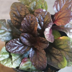アジュガ レプタンス 2.5号ポット苗 カラーリーフ 寄せ植え 花壇 鉢植え お洒落 可愛い シック シェードガーデン 日陰 グランドカバー 春の花 花 苗 カラーリーフ