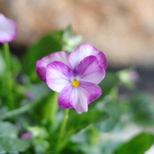 rI x_[sN 3.5|bgc 񂹐A A Ԓd    킢  t̉ ~̉  c S