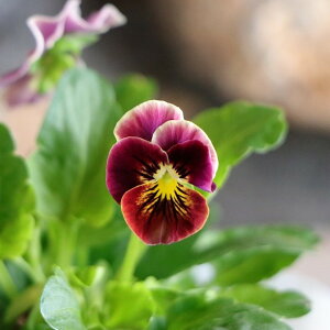 rI ݂ 3.5|bgc 񂹐A A Ԓd    킢  t̉ ~̉  c S