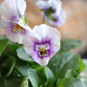 rI sNn 3.5|bgc 񂹐A A Ԓd    킢  t̉ ~̉  c S