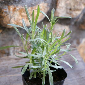 イングリッシュラベンダー グロッソ 3〜3.5号ポット苗 ラベンダー ハーブ 寄せ植え 花壇 鉢植え お洒落 可愛い 常緑樹 春の花 秋の花 花 苗 初心者