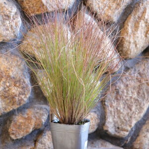 メリニス ネルヴィグルミス サバンナ ピンクモルン 3〜3.5号ポット苗 寄せ植え 花壇 鉢植え お洒落 おしゃれ 可愛い かわいい 秋の花 花 苗 初心者