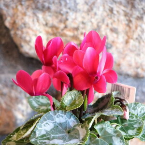 K[fVN bh @2.5`3|bgc 񂹐A Ԓd