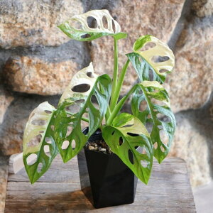  }hJY Xe t[hqX^[[ 3`3.5 ϗtA    킢 JbRCC CeA lC c S 