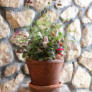 yXIWiz L[K[f Kew Garden J L[bh̃VbNȏH̊񂹐A yi196z