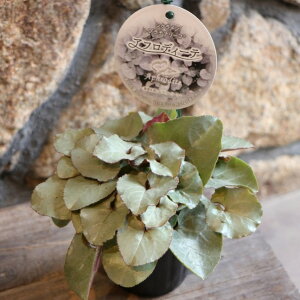 ~jVN v`i[t AtfB[e 3`3.5|bgc A    킢 t̉ ~̉  c S J[[t 