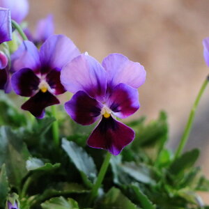 QuiKg rI ~XeAXV[Y ~XeAXoj[ 3.5|bgc rI GEBR 񂹐A Ԓd A   t̉ ~̉  c S