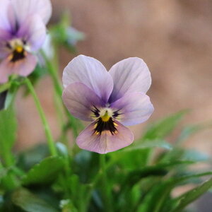 QuiKg rI ~XeAXV[Y }A 3.5|bgc rI GEBR 񂹐A Ԓd A    t̉ ~̉  c S